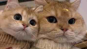 91牛|平台深度体验与功能避坑全指南