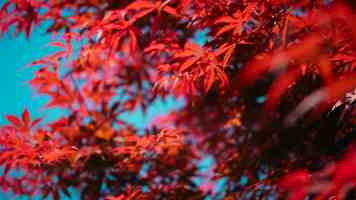 逐梦苍穹，追寻心中的“星”
