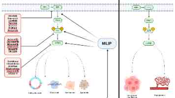 开源多媒体框架 FFmpeg 被曝高危漏洞：播放恶意视频可致系统被黑客控制，官方已修复