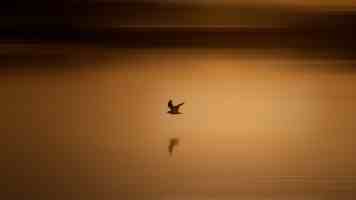 麻北条妃风雨夜播放 - 短剧黑马的流量密码与三大看点